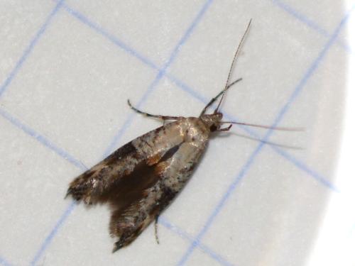 Epermenia chaerophyllella